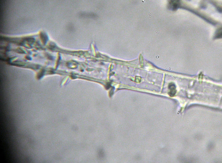 (Micro)mostri marini